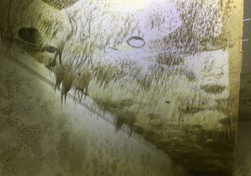 Commercial Building Maintenance: The Risks Of Ignoring Mold In Kansas City